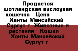 Продается шотландская вислоухая кошечка › Цена ­ 3 000 - Ханты-Мансийский, Сургут г. Животные и растения » Кошки   . Ханты-Мансийский,Сургут г.